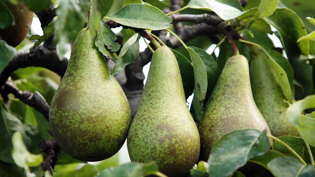 Droogte en hagel drukken fruitoogst omlaag: kleinere vruchten, hogere prijzen
