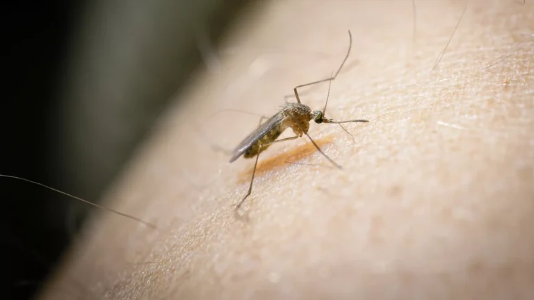 Westnijlvirus eist drie levens in Nederland: achttien besmettingen vastgesteld