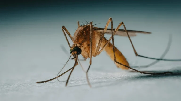 Westnijlvirus in Nederland: vijf doden en 44 besmettingen – wat u moet weten